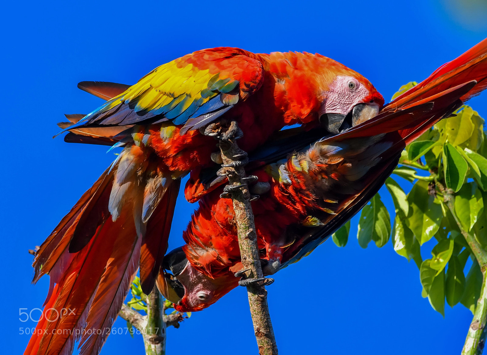 Nikon D500 sample photo. Macaws photography