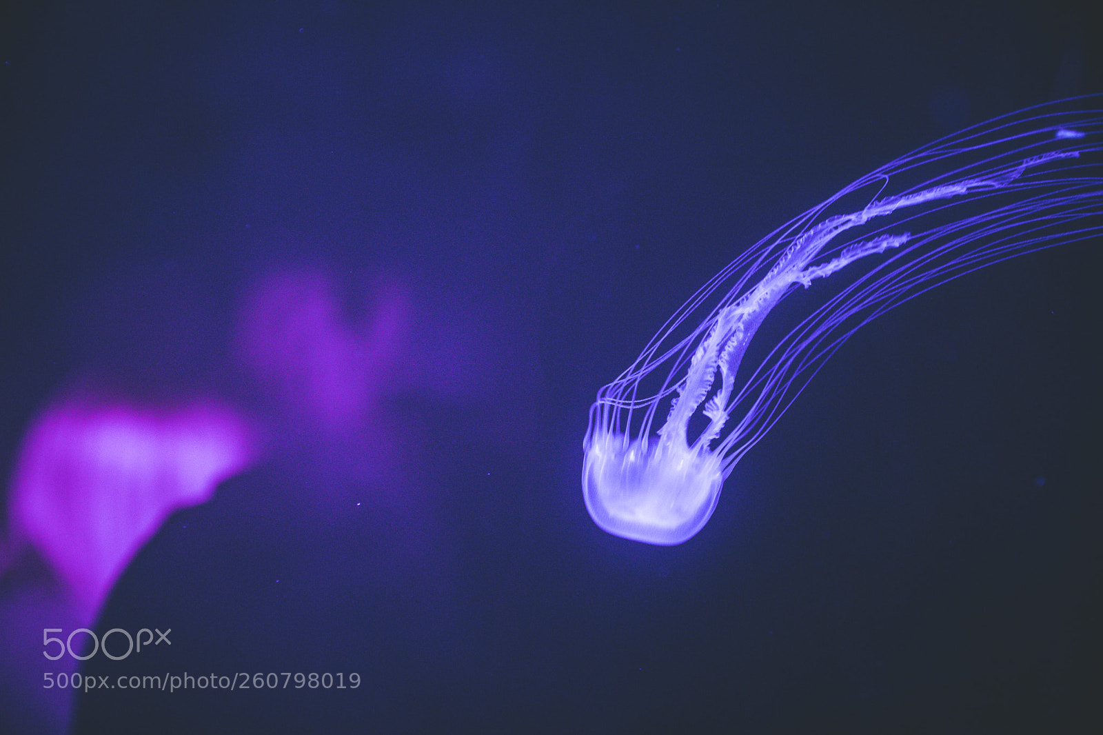Canon EOS 750D (EOS Rebel T6i / EOS Kiss X8i) sample photo. Jelly fish photography