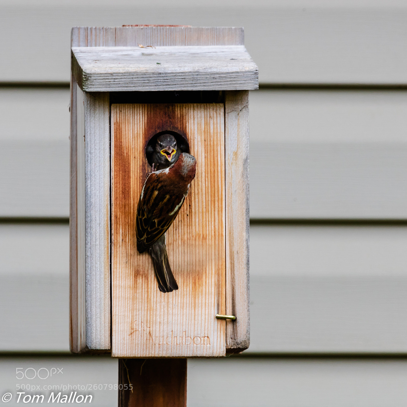 Canon EOS 750D (EOS Rebel T6i / EOS Kiss X8i) sample photo. Someone's hungry! photography