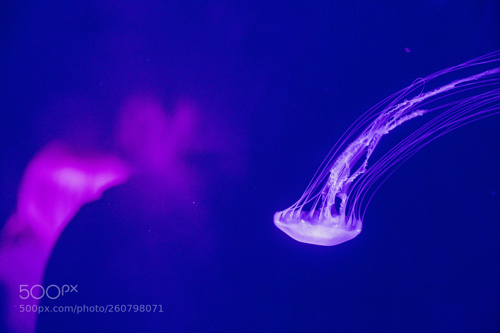Canon EOS 750D (EOS Rebel T6i / EOS Kiss X8i) sample photo. Jelly fish photography