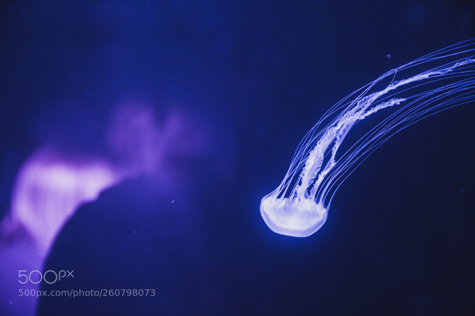 Canon EOS 750D (EOS Rebel T6i / EOS Kiss X8i) sample photo. Jelly fish photography