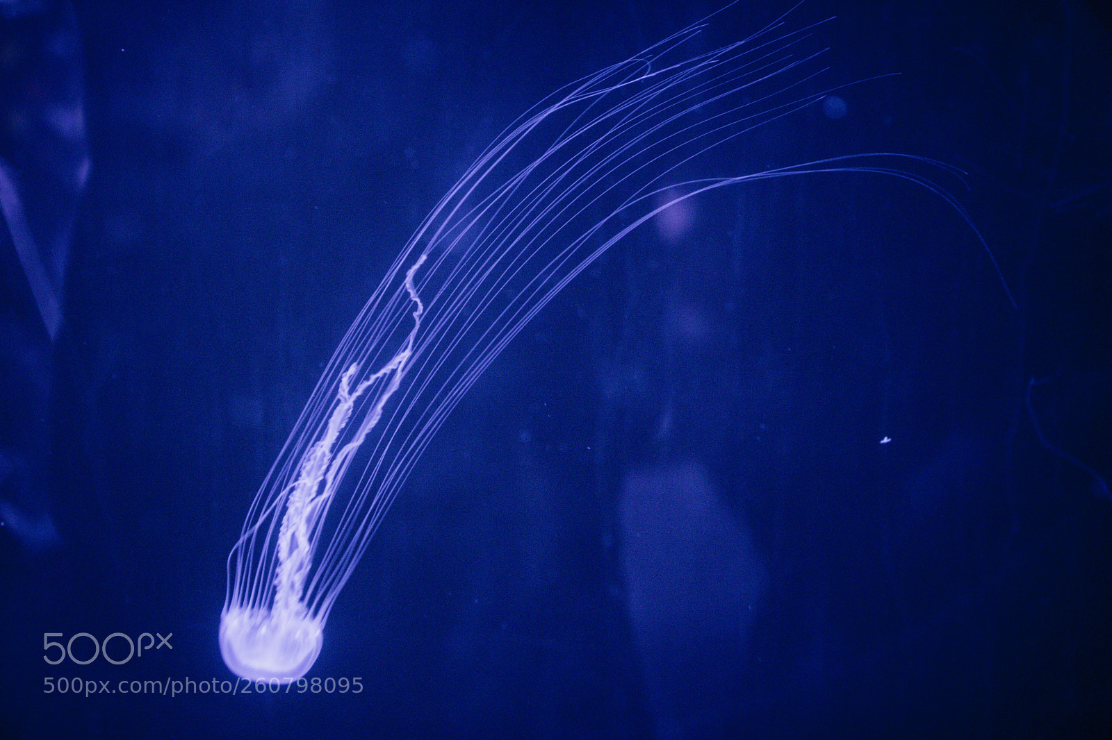 Canon EOS 750D (EOS Rebel T6i / EOS Kiss X8i) sample photo. Jelly fish photography