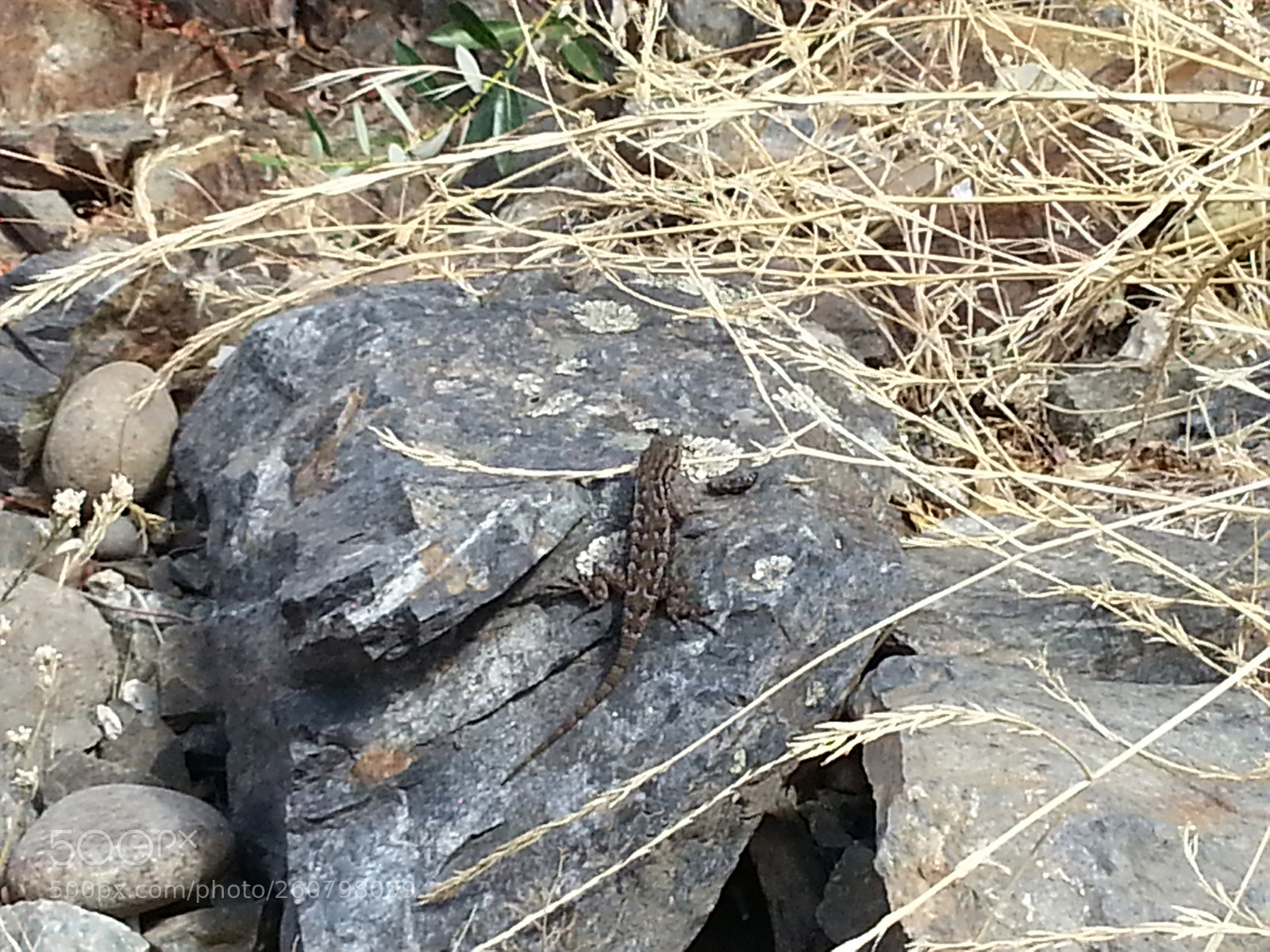 Samsung Galaxy S3 sample photo. Lizard photography