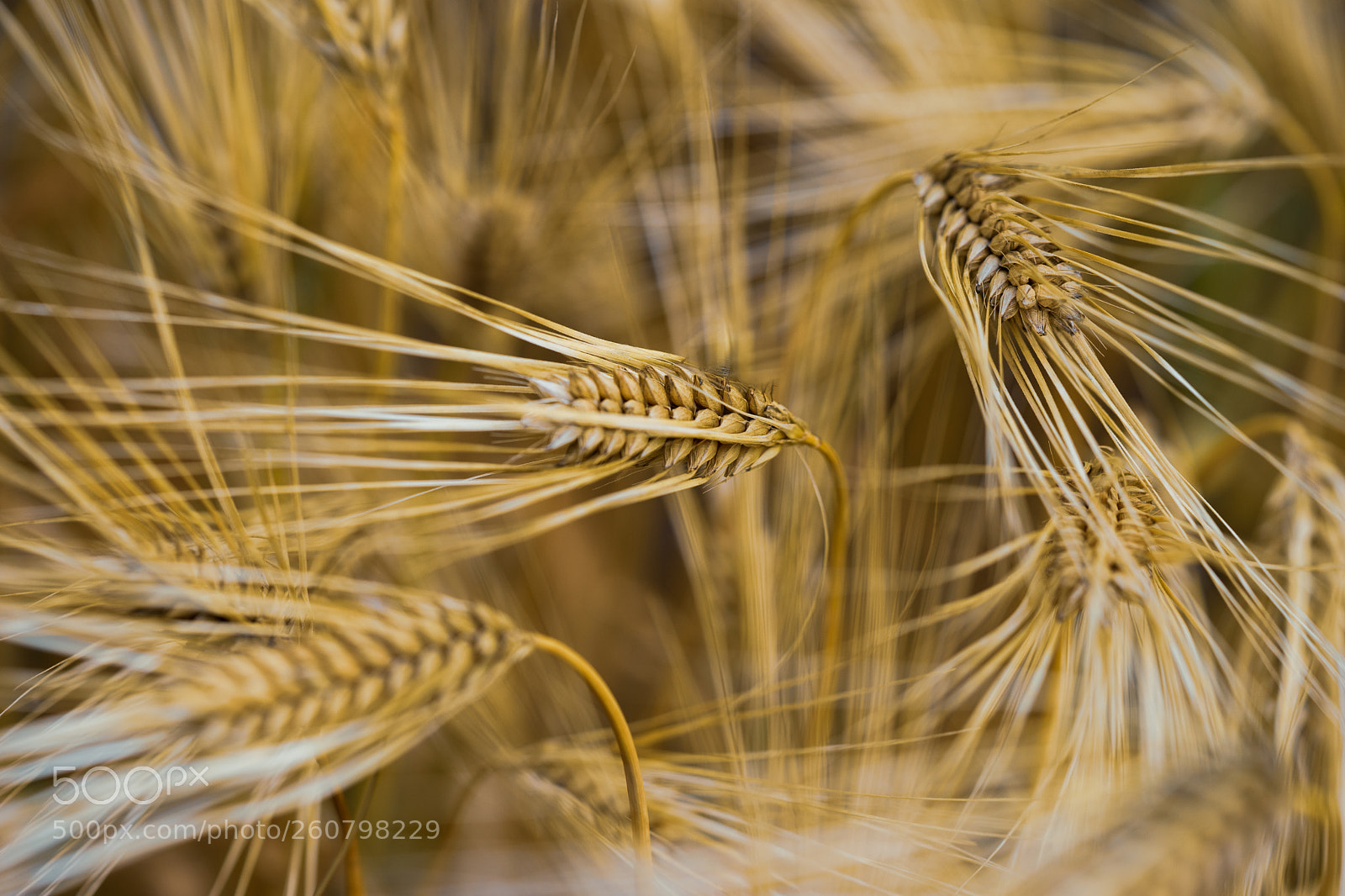 Sony a7 II sample photo. Golden barleys photography