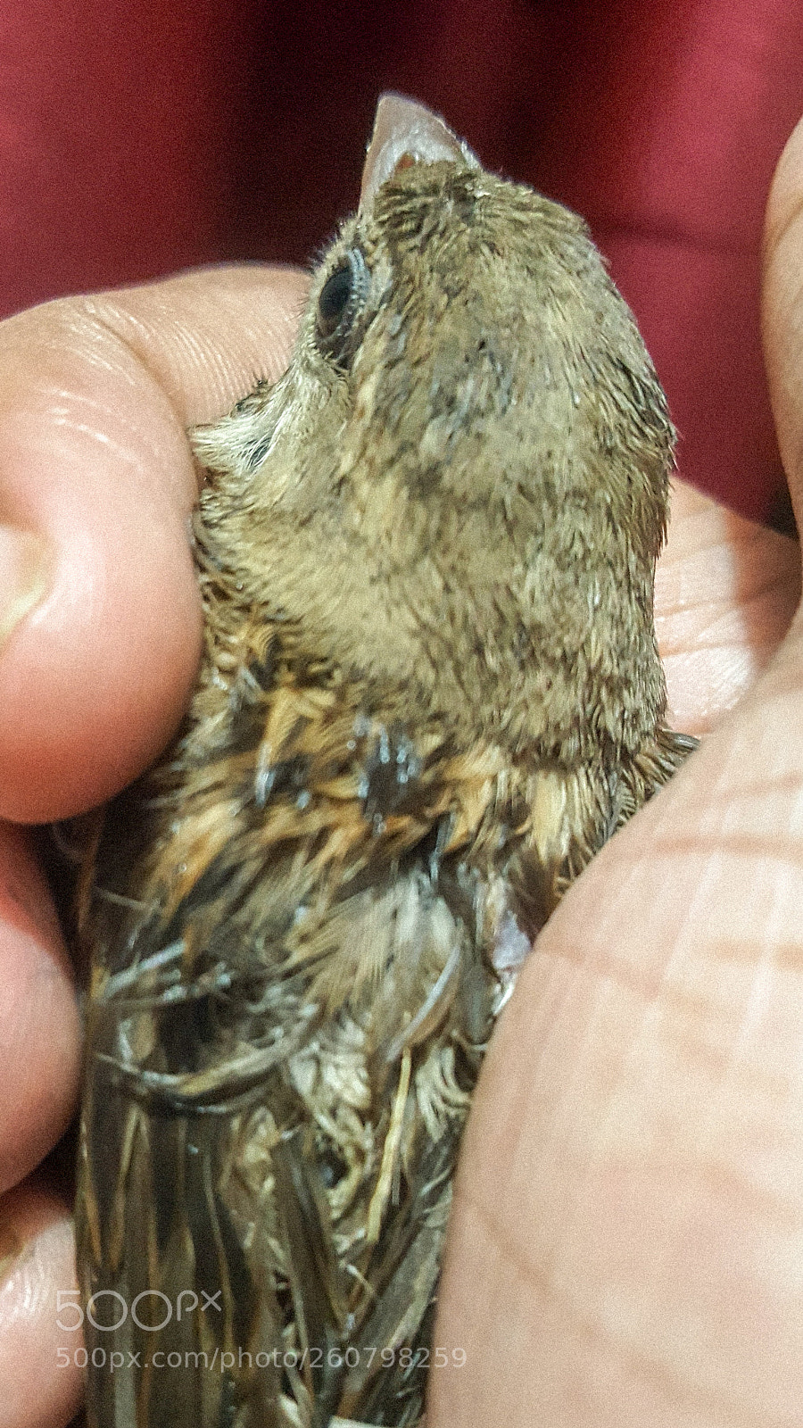 Samsung Galaxy Note5 sample photo. Birdie photography