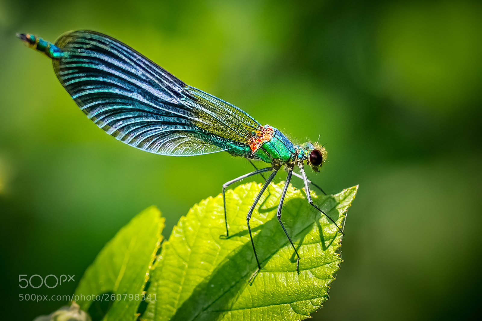 Canon EOS 6D sample photo. Colorful dragonfly ll photography