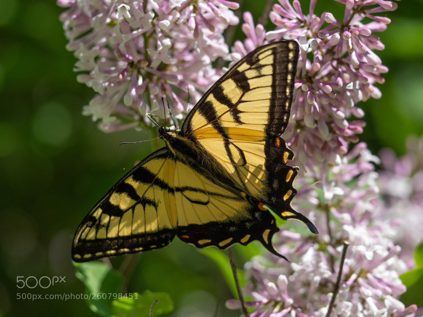Olympus OM-D E-M1 Mark II sample photo. Eastern tiger swallowtail photography