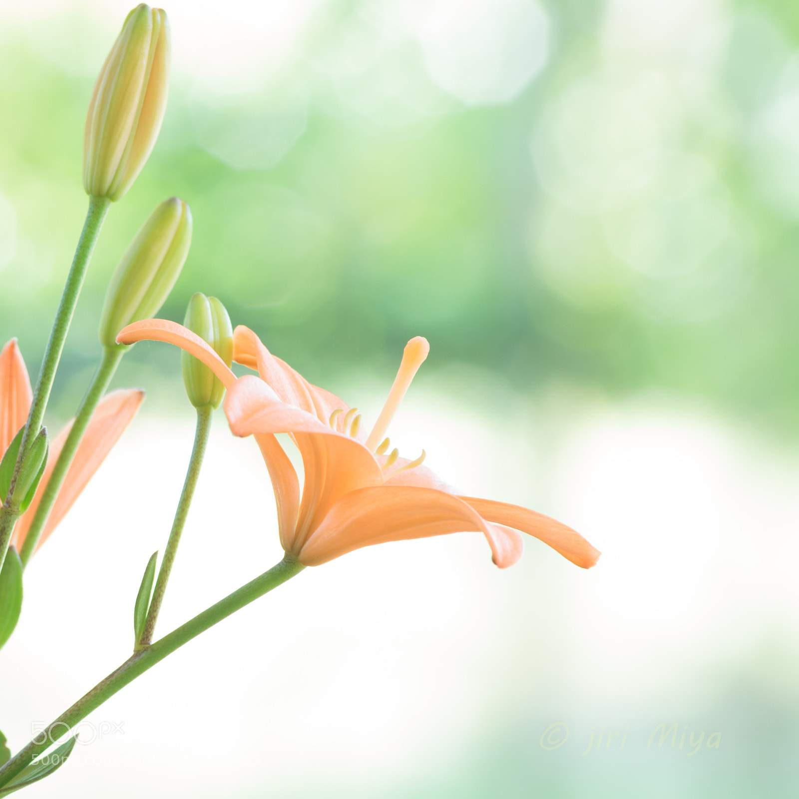 Canon EOS 5D Mark II sample photo. Here comes the sun photography