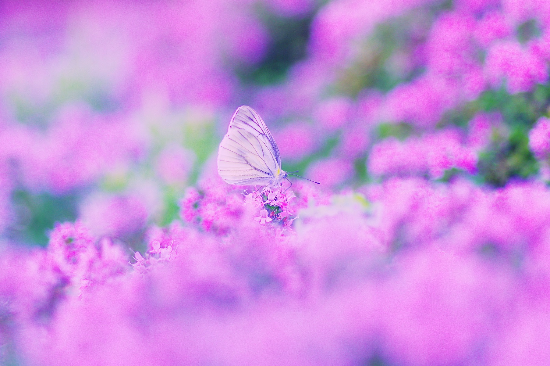 Pentax smc D-FA 100mm F2.8 Macro WR sample photo. A cabbage butterfly photography