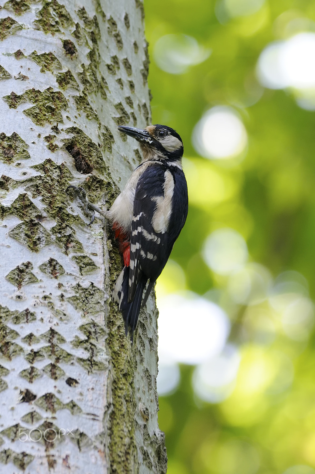 Nikon D300S sample photo. Great spotted woodpecker female photography