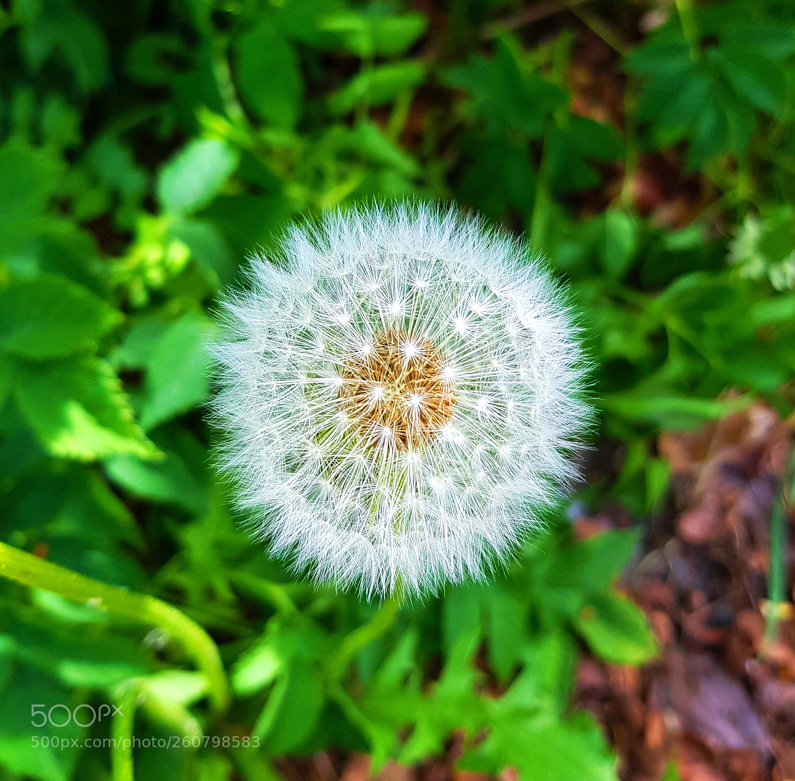 Samsung Galaxy S7 Edge sample photo. Taraxacum photography
