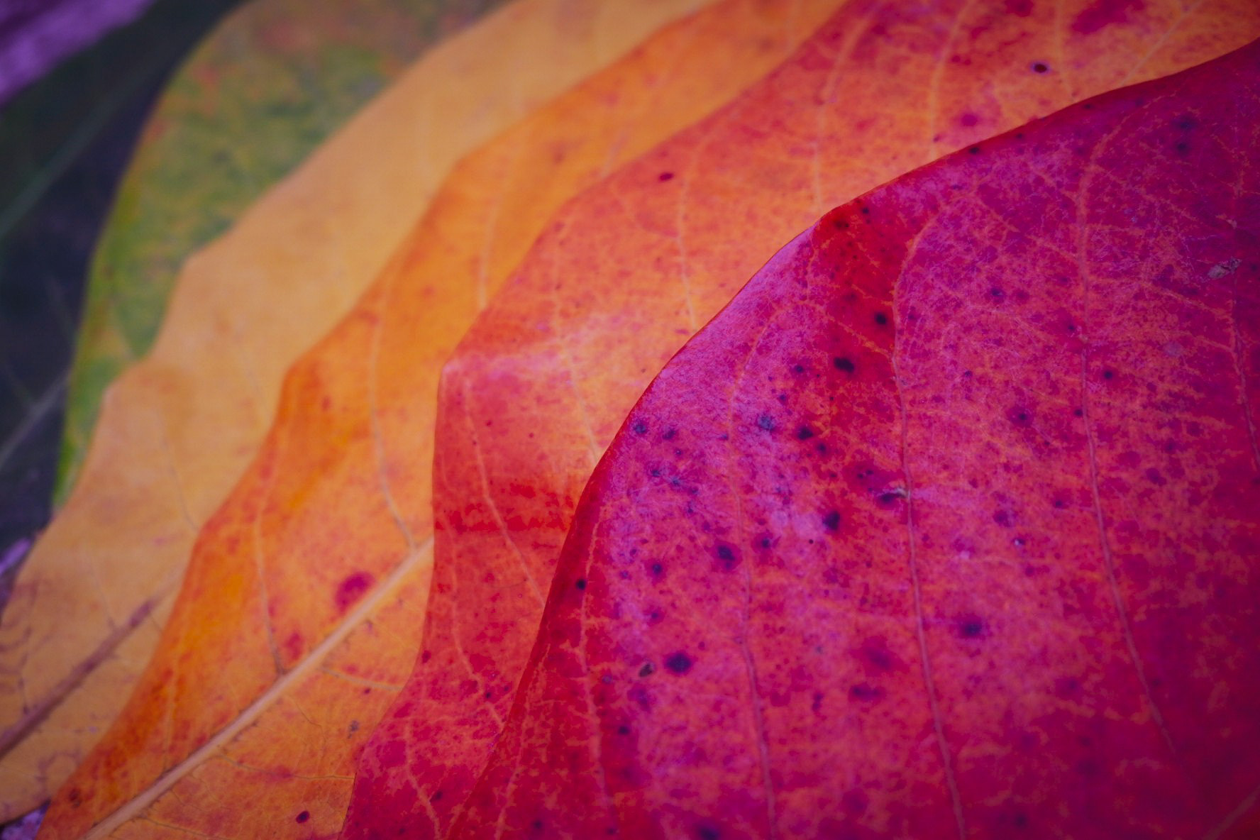 Fujifilm X-A10 sample photo. The old one photography