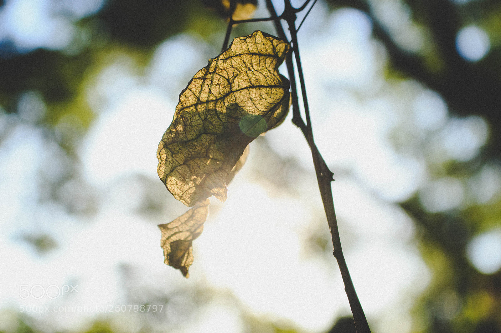 Canon EOS 700D (EOS Rebel T5i / EOS Kiss X7i) sample photo. Nature world photography
