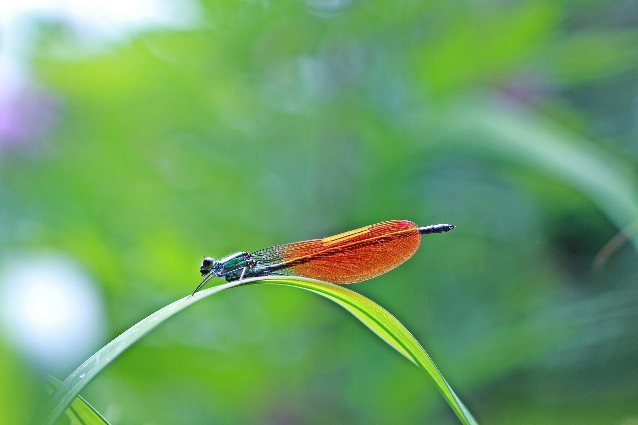 Canon EOS 60D + Canon EF 100mm F2.8 Macro USM sample photo. Summer color photography