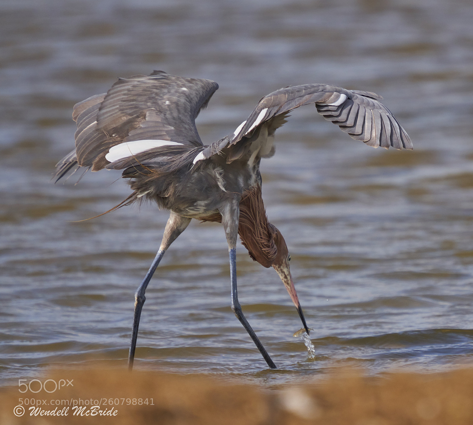 Sony a7R III sample photo. Reddish egret with fish photography