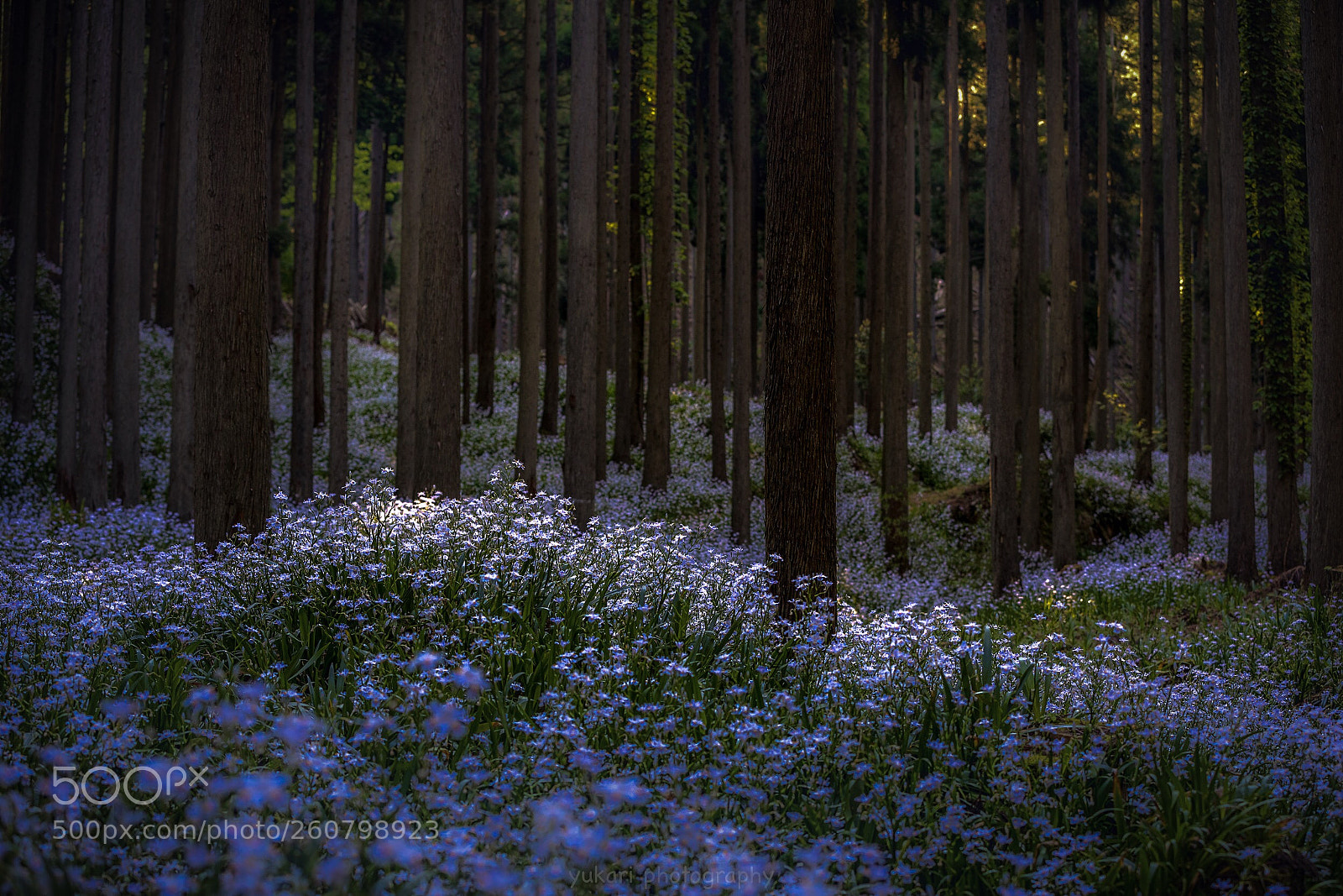 Canon EOS 5D Mark IV sample photo. Fairy living forest photography