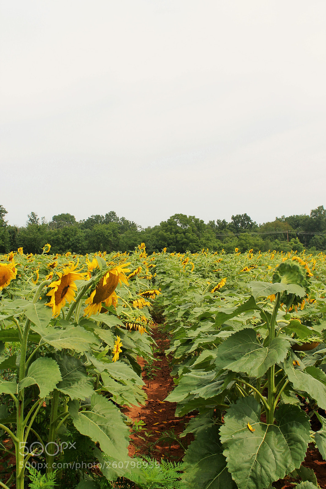 Canon EOS 1100D (EOS Rebel T3 / EOS Kiss X50) sample photo. Sunflower fields forever photography