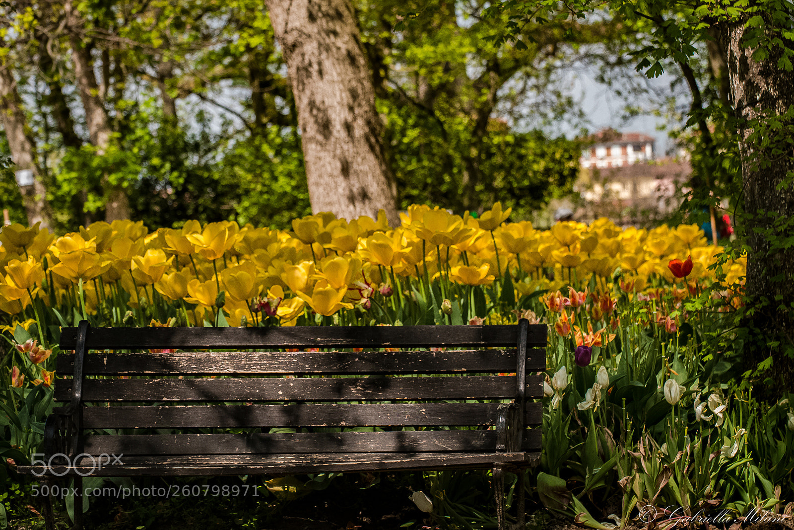 Canon EOS 70D sample photo. Bench... photography