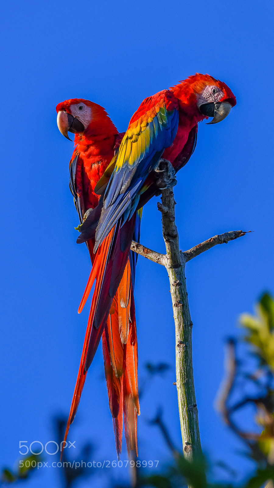 Nikon D500 sample photo. Macaws photography