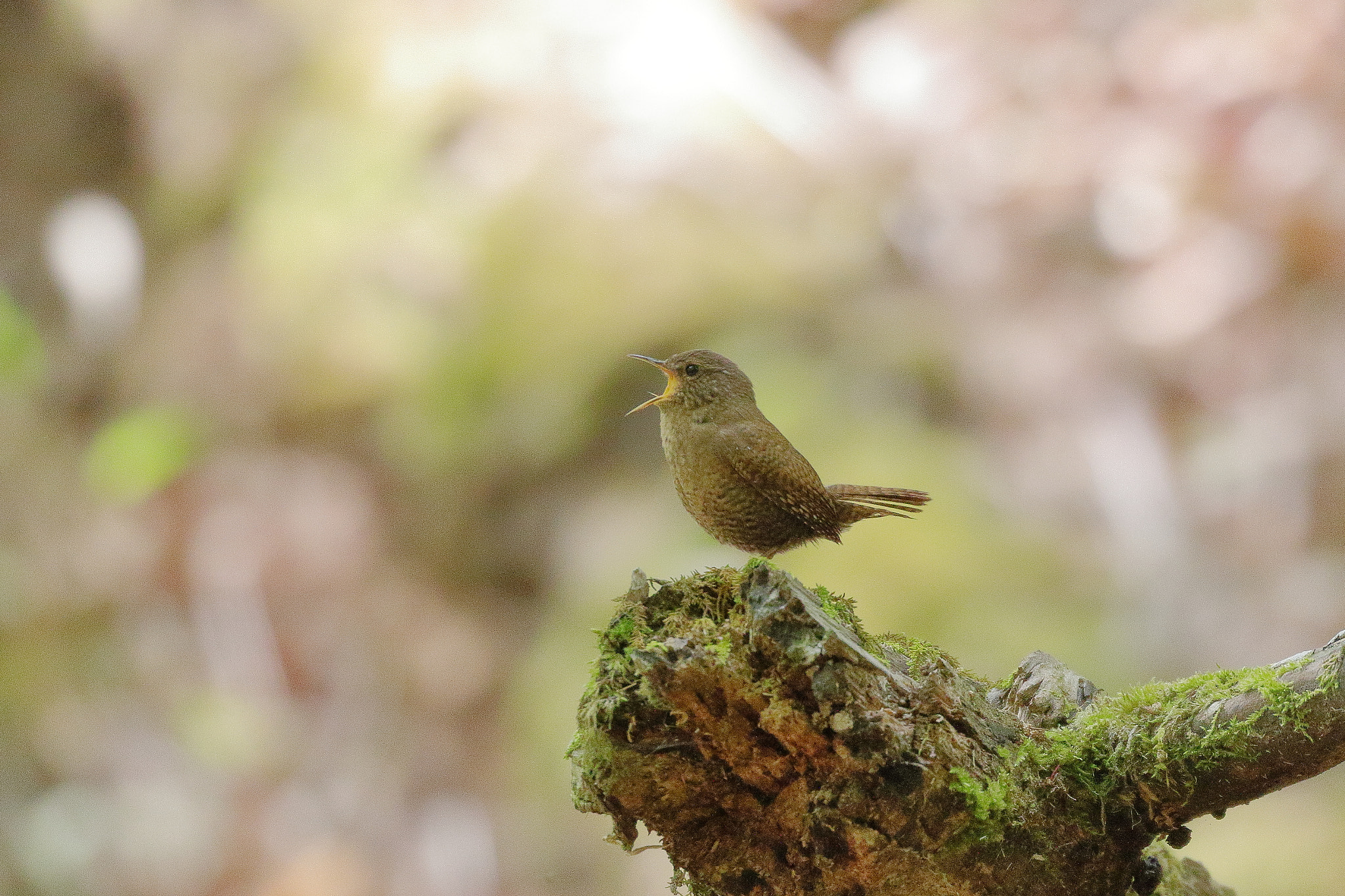 ミソサザイ 囀ずり 7I2A6520