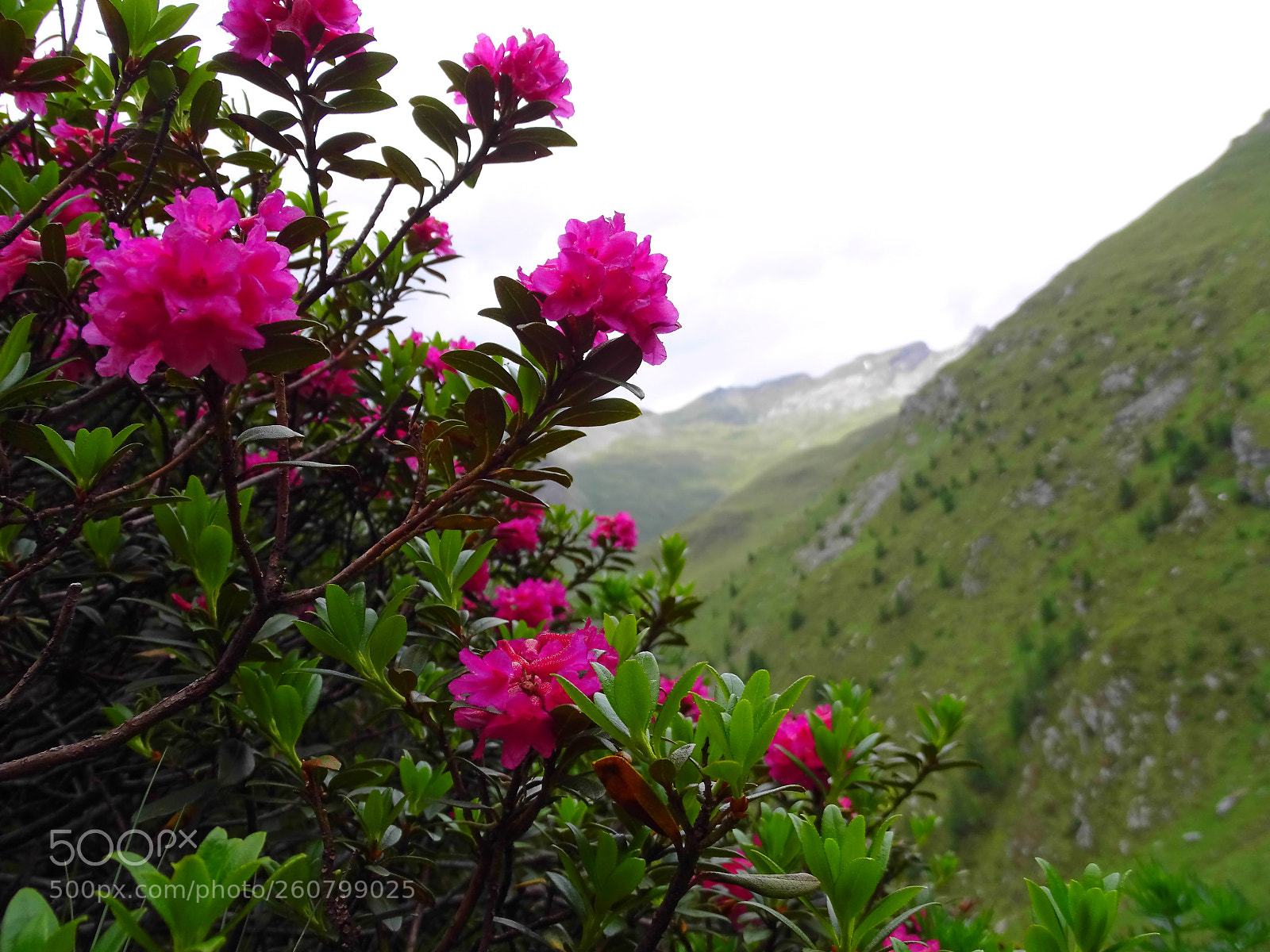 Sony Cyber-shot DSC-HX400V sample photo. Alpenrosen photography