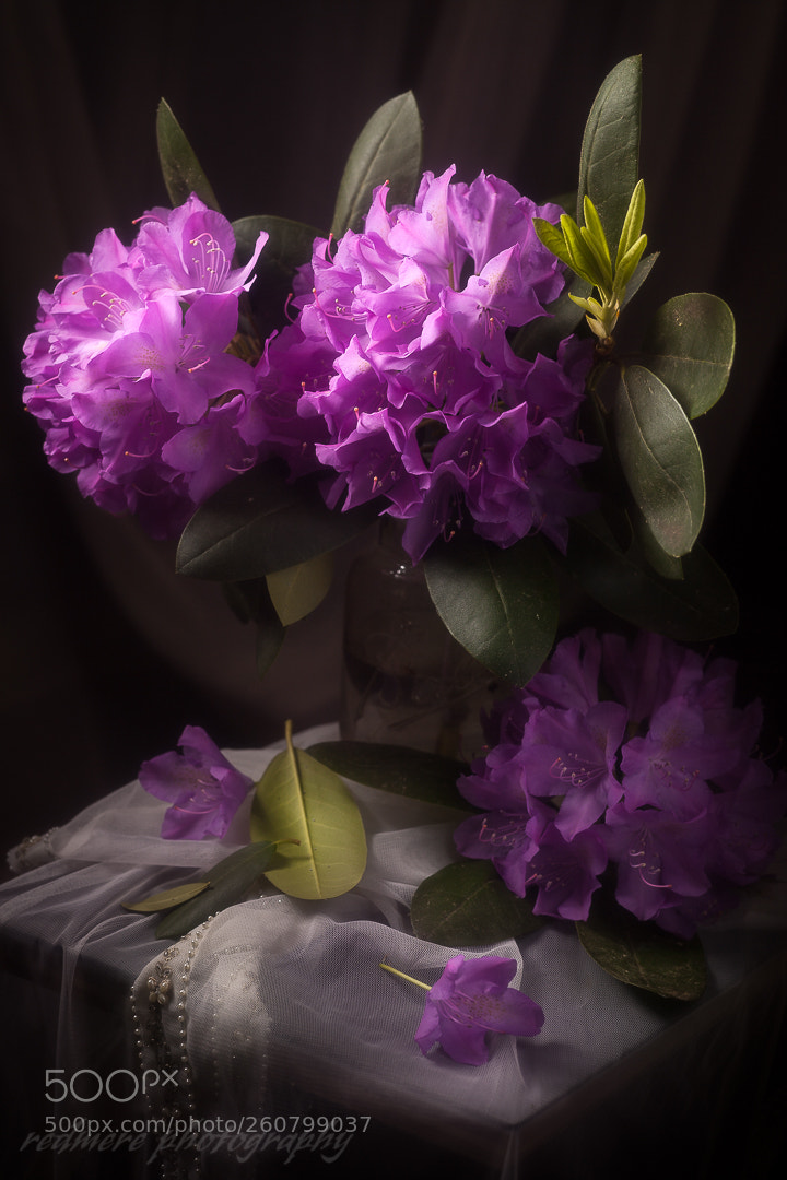 Canon EOS 5D Mark II sample photo. Rhodies photography