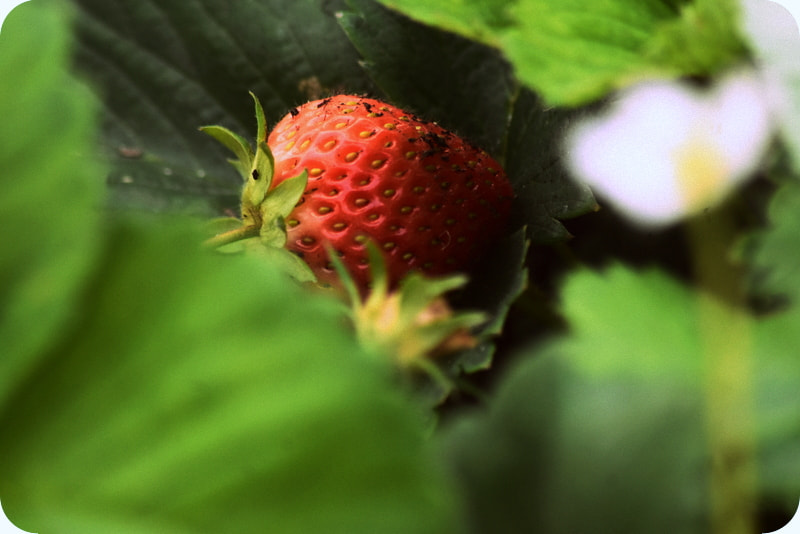 Sigma 70-300mm F4-5.6 APO DG Macro sample photo