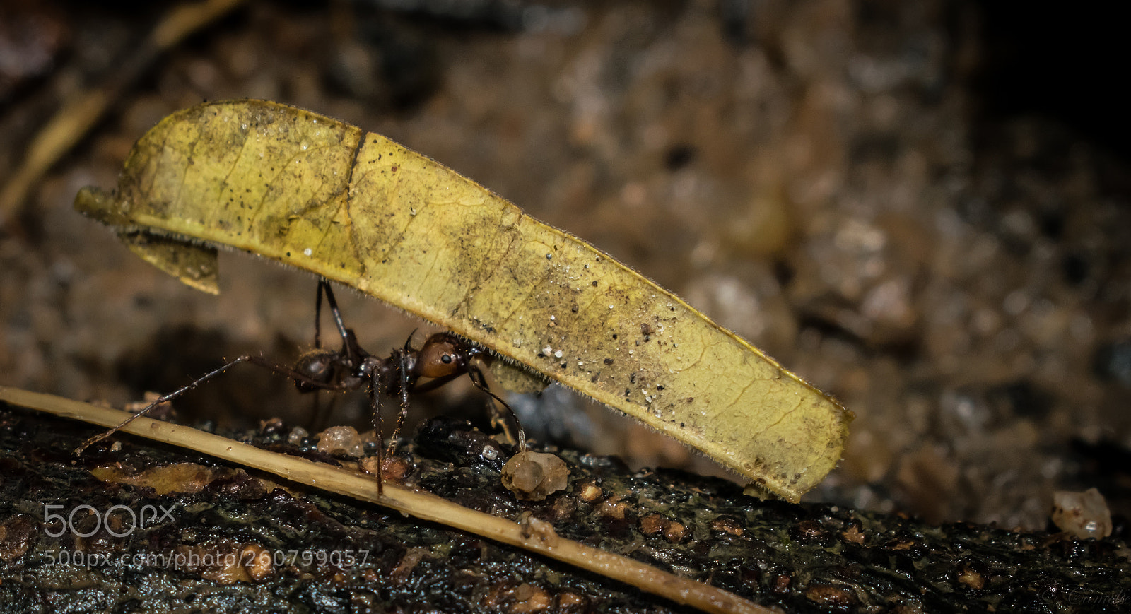 Nikon D5300 sample photo. Nature working photography