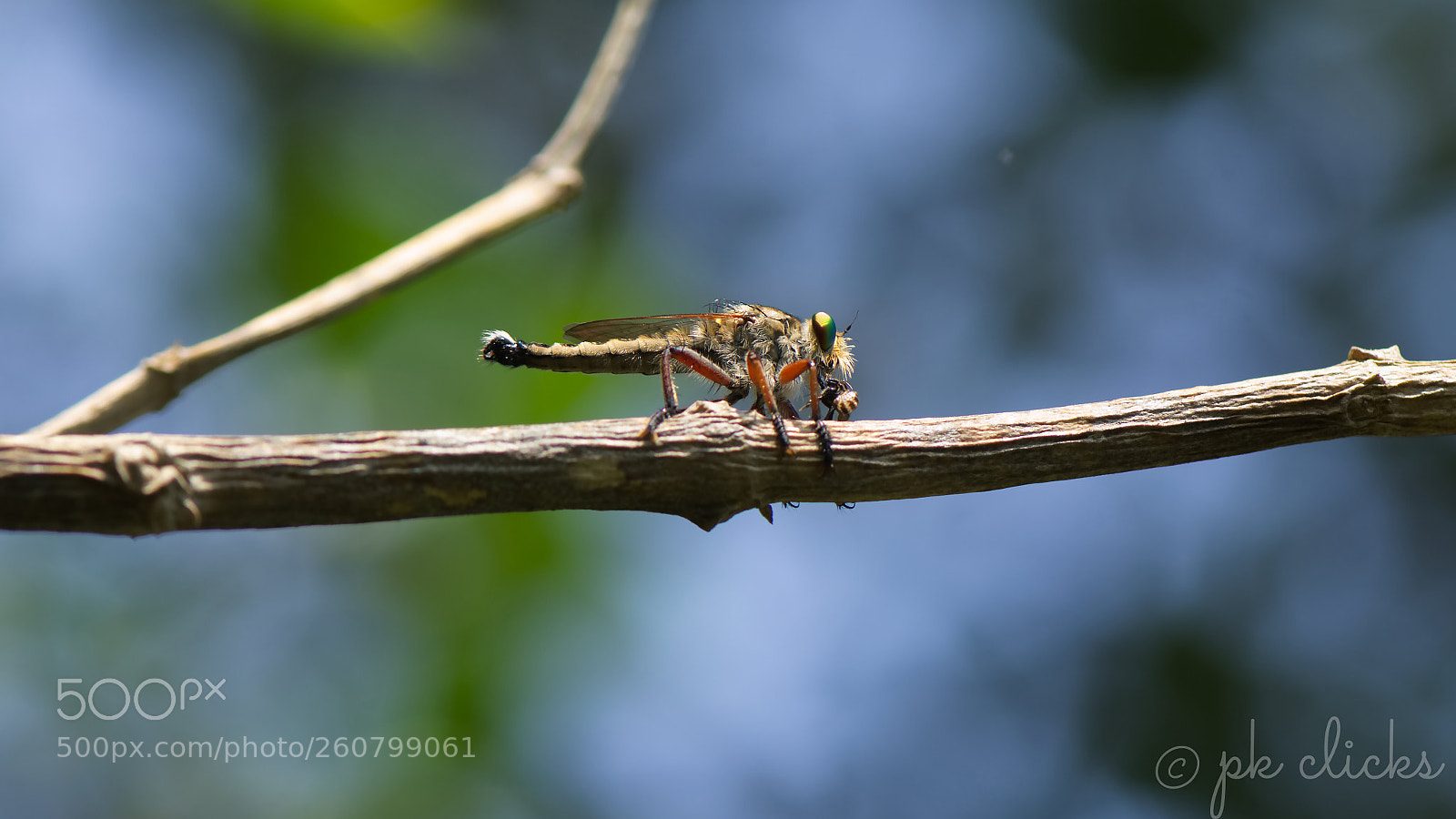 Nikon D7200 sample photo. Dragonfly photography