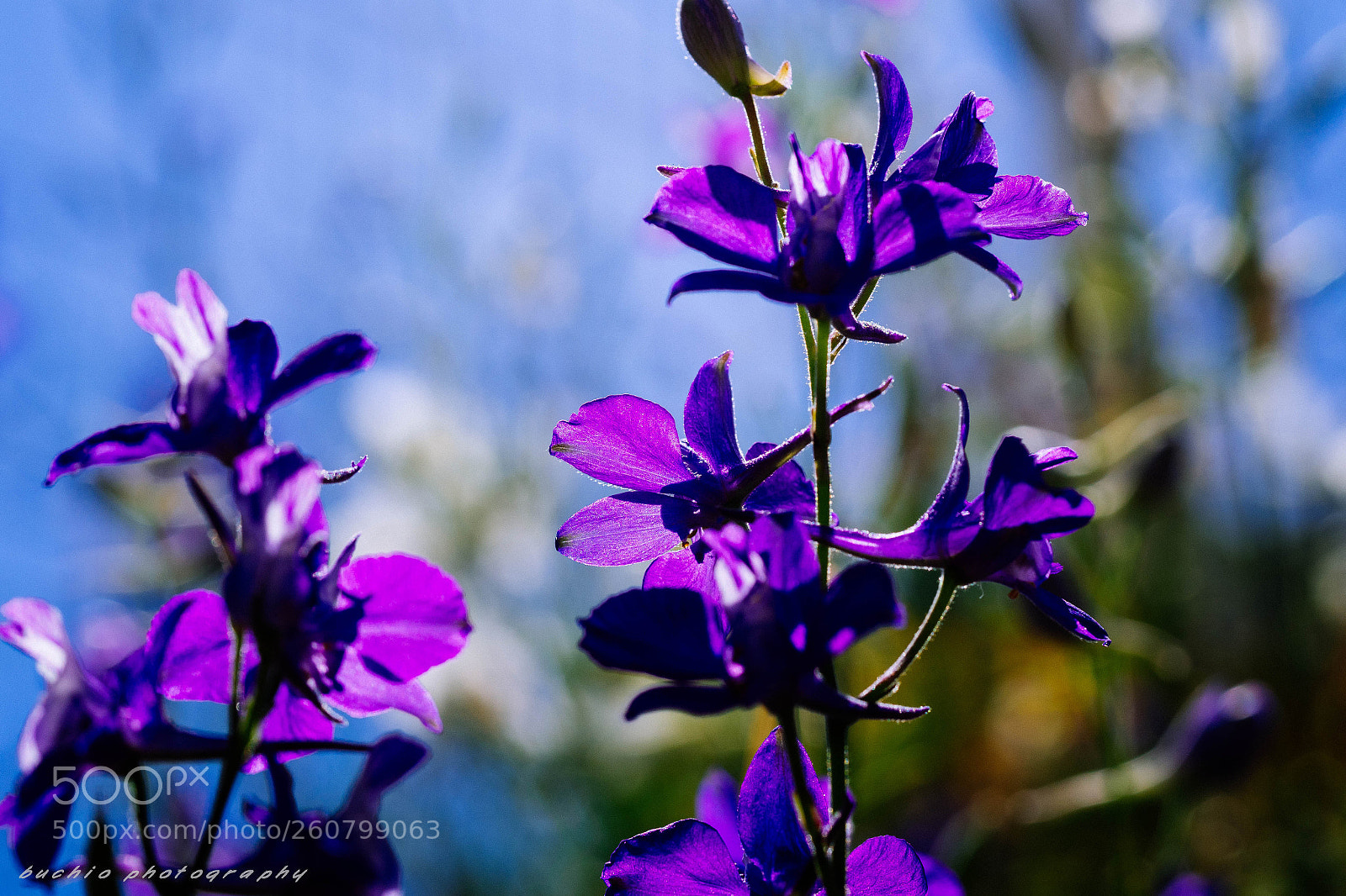 Olympus OM-D E-M1 Mark II sample photo. Delphinium photography