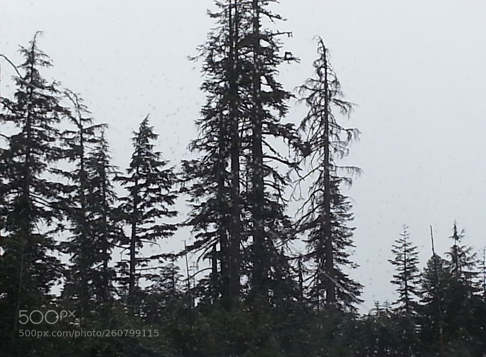 Samsung Galaxy S3 sample photo. Treetops photography