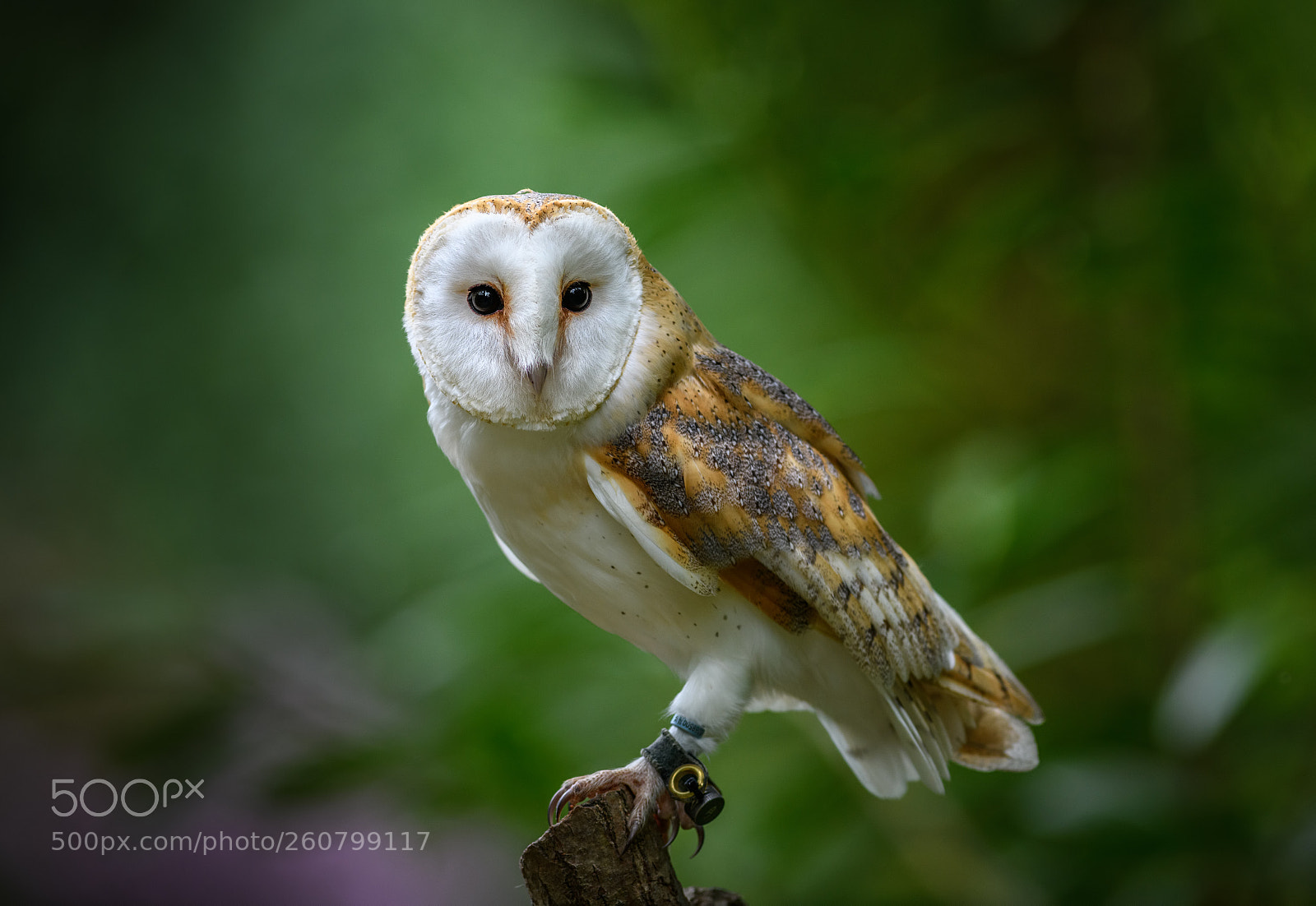 Nikon D850 sample photo. Barn owl portrait photography