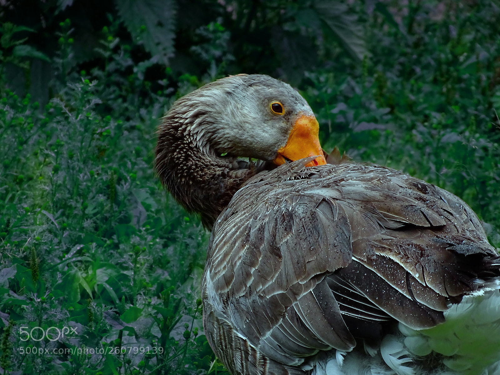 Sony Cyber-shot DSC-HX400V sample photo. Graugans photography
