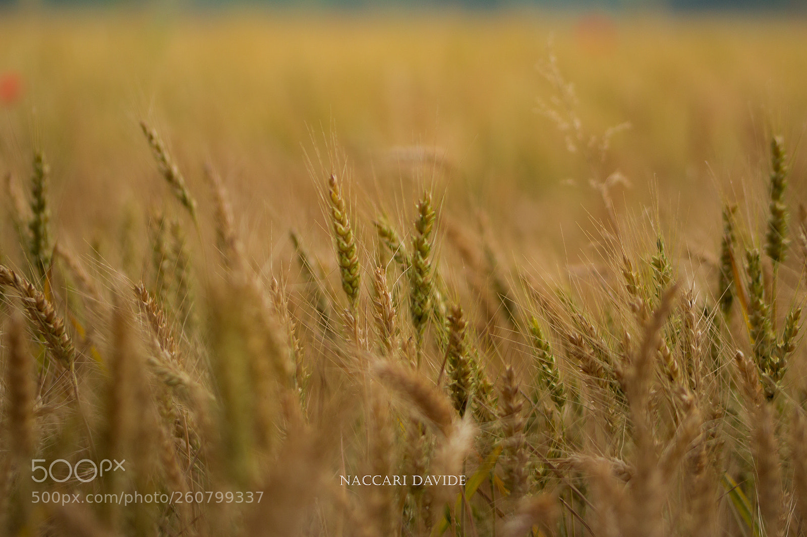 Canon EOS 600D (Rebel EOS T3i / EOS Kiss X5) sample photo. Wheat photography