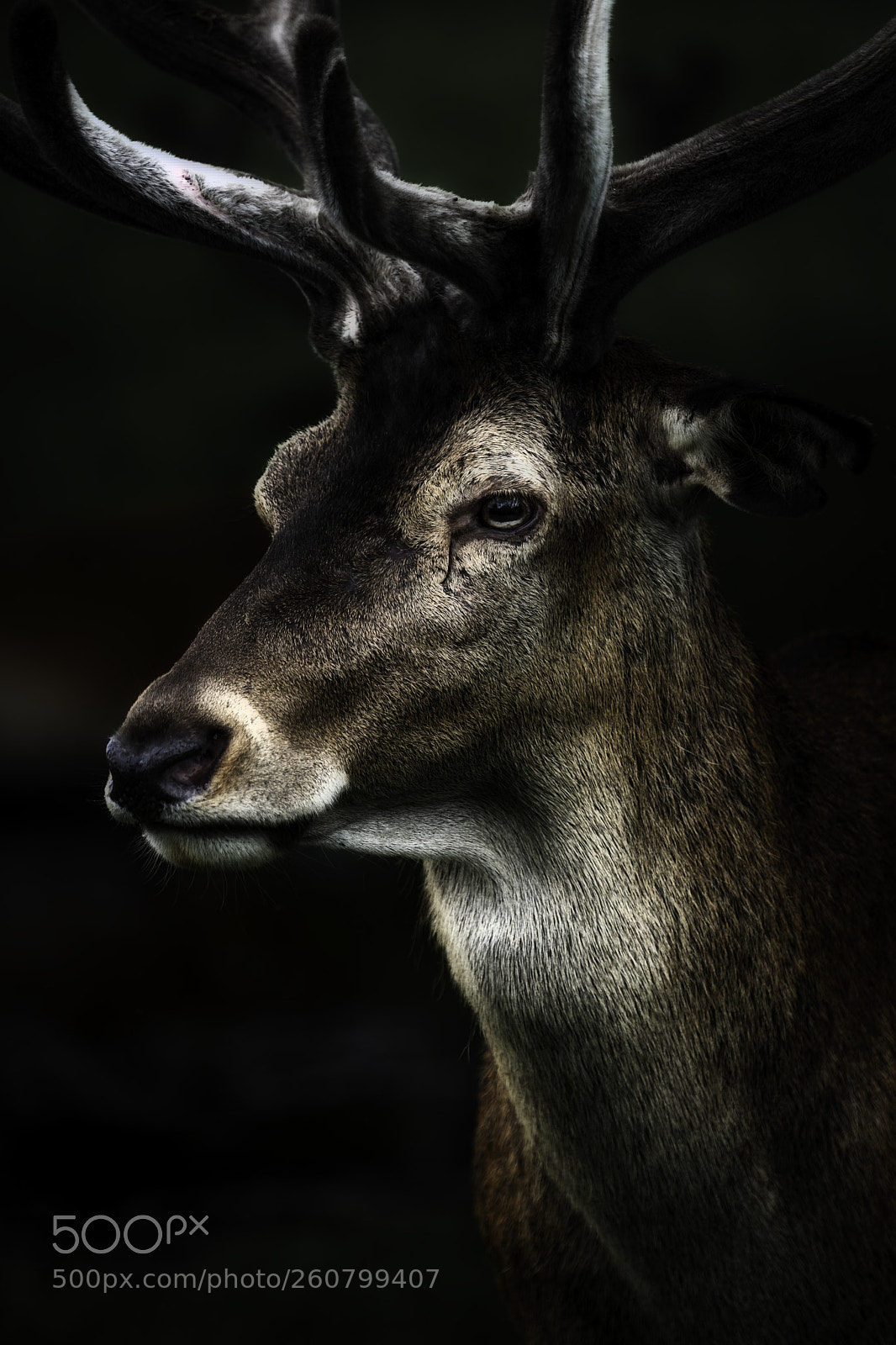 Canon EOS 5D Mark II sample photo. Stag photography