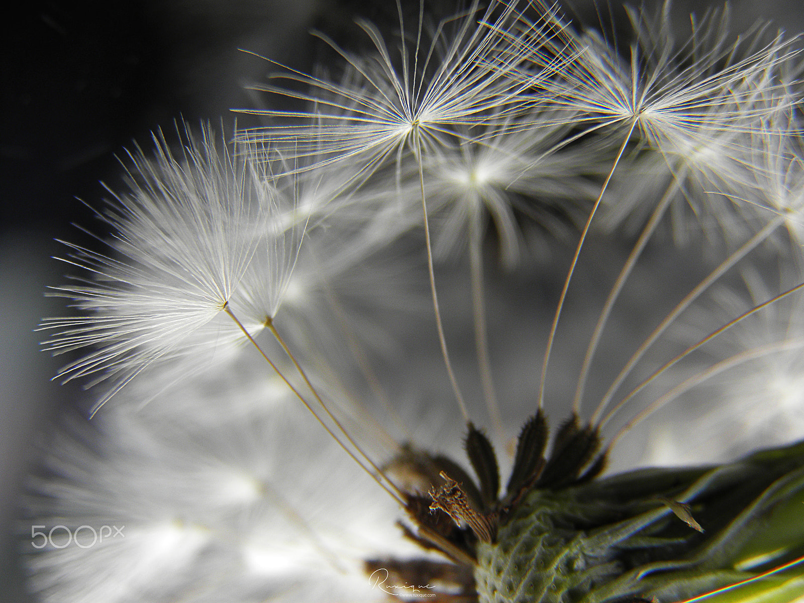 Olympus SP800UZ sample photo. Dandelion photography