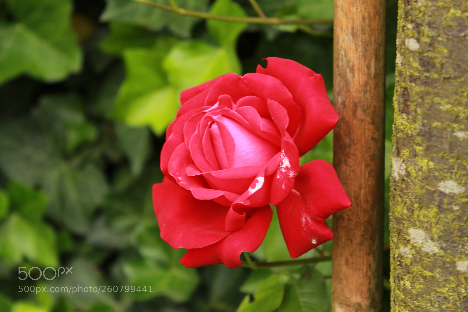 Canon EOS 1300D (EOS Rebel T6 / EOS Kiss X80) sample photo. Red rose photography