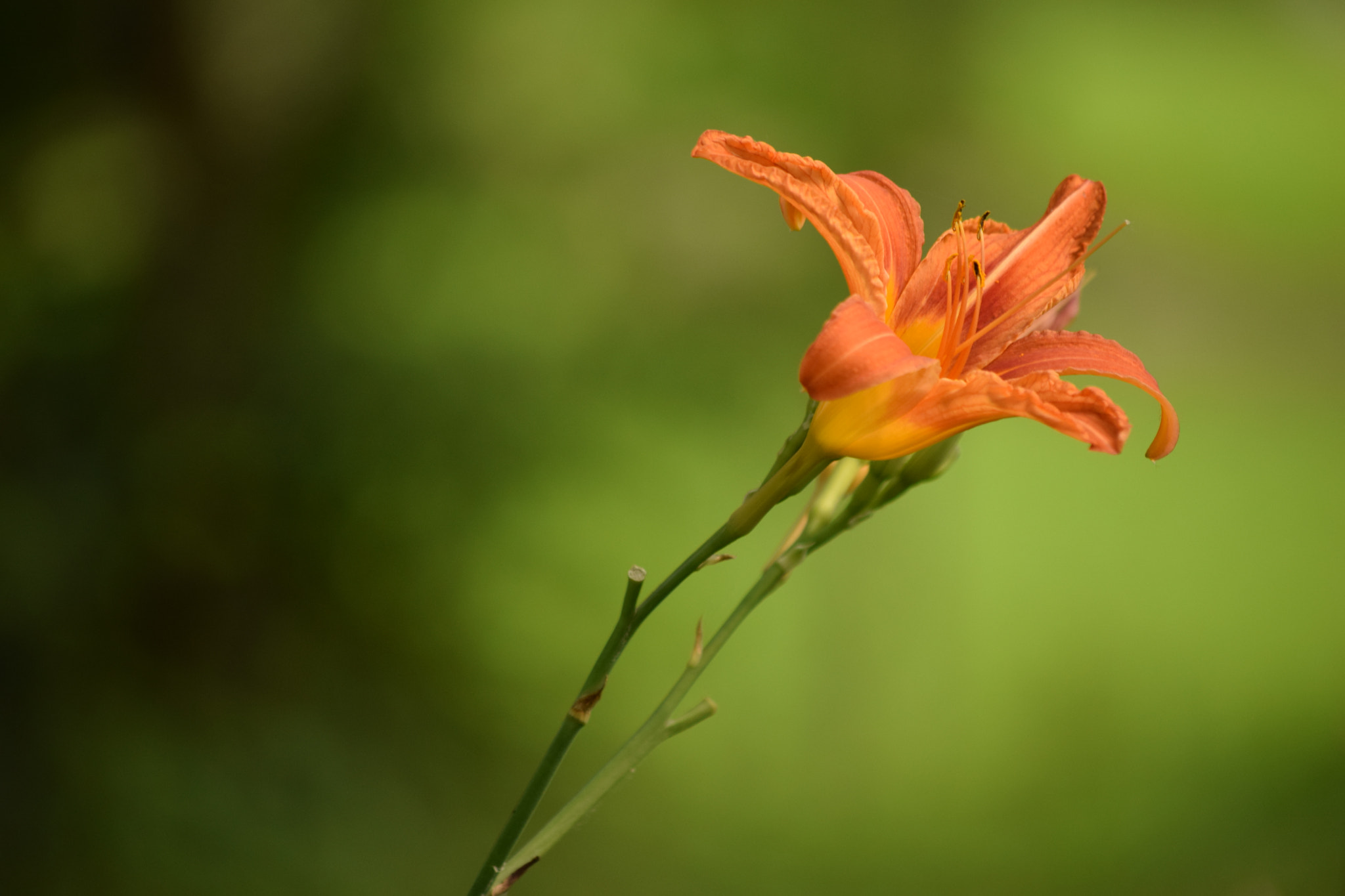 Nikon D3300 sample photo