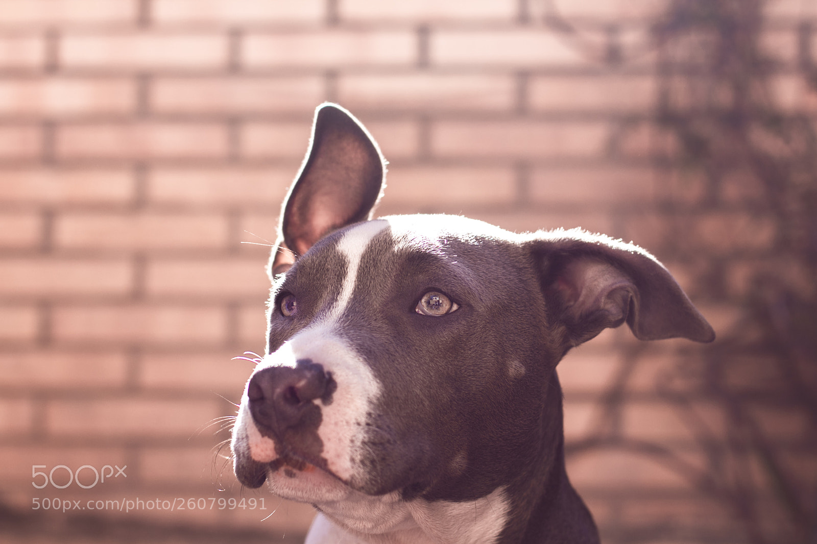 Canon EOS 60D sample photo. Lemmy photography