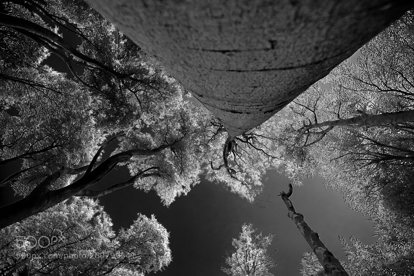 Sony Alpha DSLR-A850 sample photo. Upside down photography
