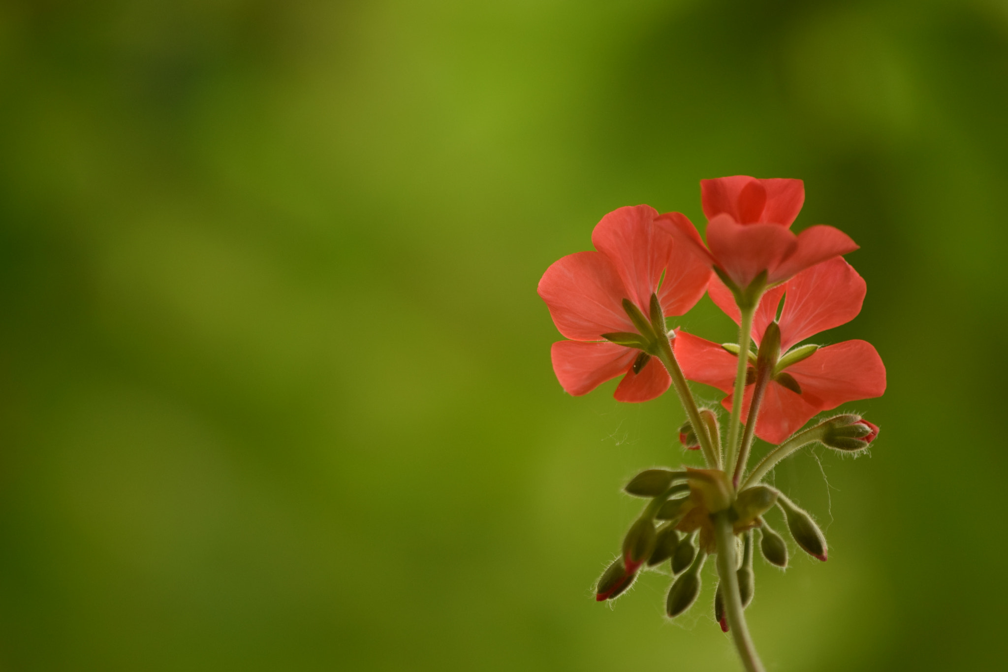 Nikon D3300 sample photo