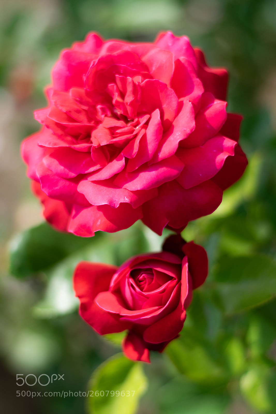Nikon D5300 sample photo. Kiss photography