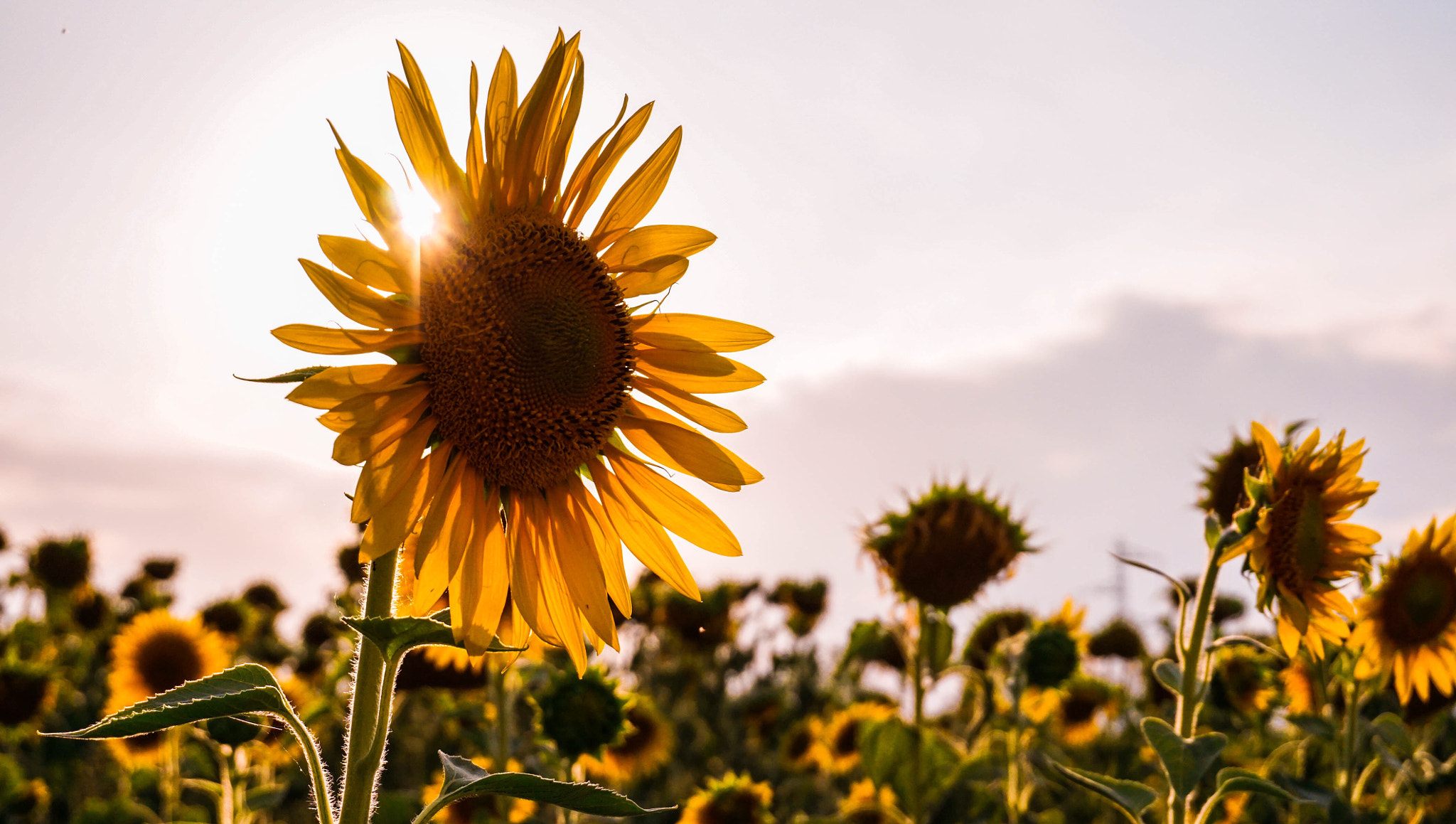 Sony a5100 sample photo