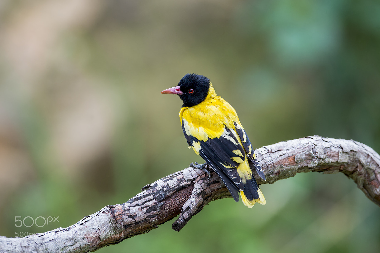 Nikon D4 sample photo. Black-headed oriole photography
