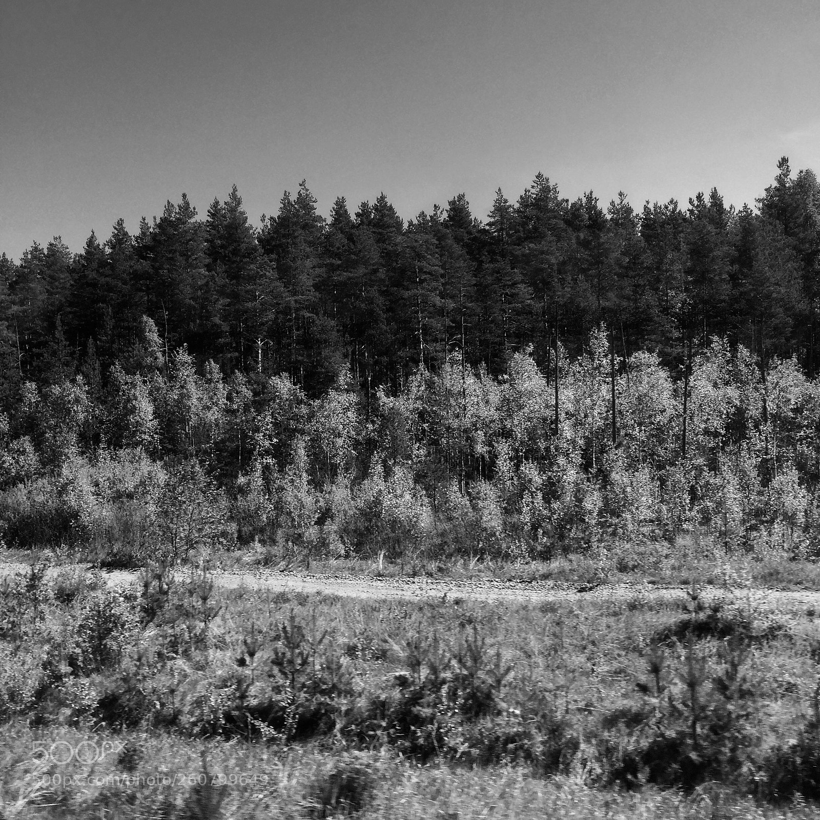 Apple iPhone 5s sample photo. Forest in black  photography