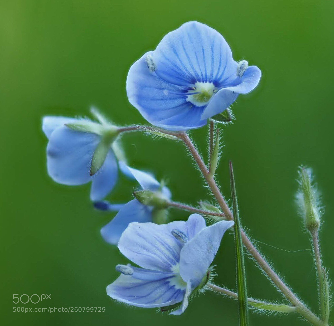 Olympus OM-D E-M1 sample photo. Tiny blue speedwell photography