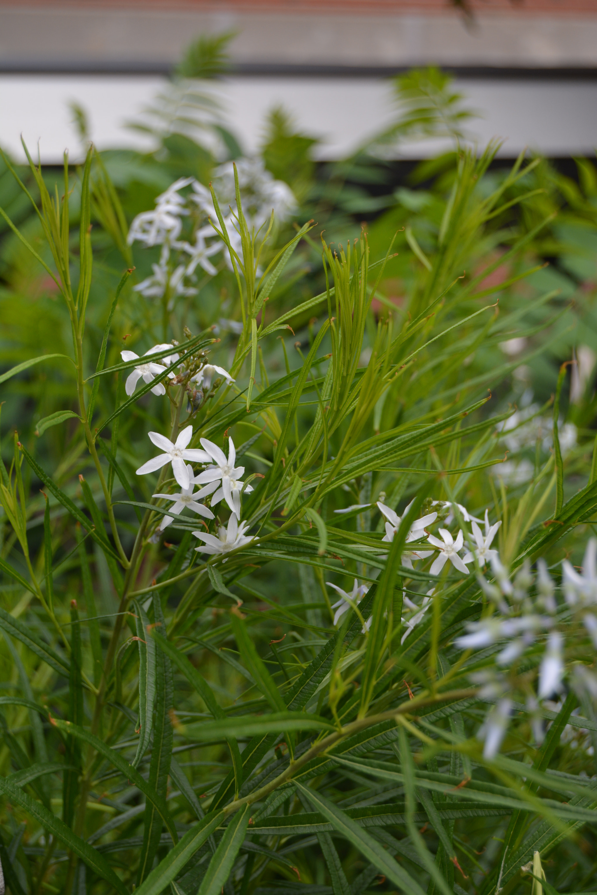 Nikon D7100 sample photo. High line gardens photography