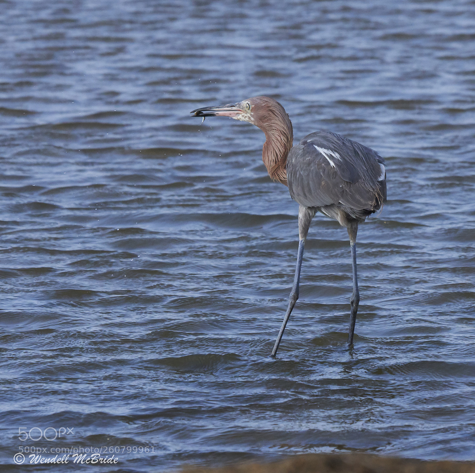 Sony a7R III sample photo. Reddish egret with fish photography