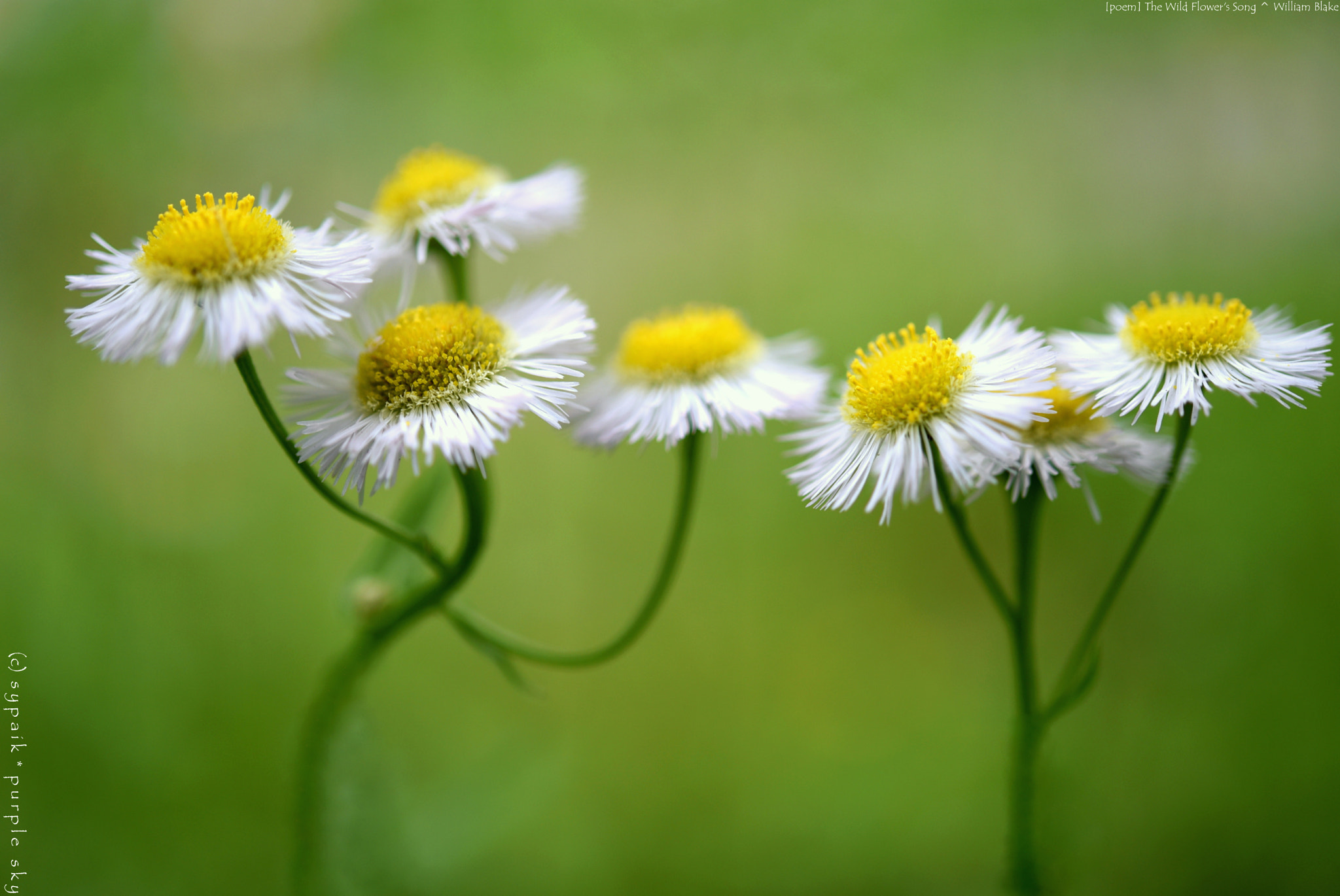 Nikon AF-S Micro-Nikkor 60mm F2.8G ED sample photo. The wild flower's song ** photography