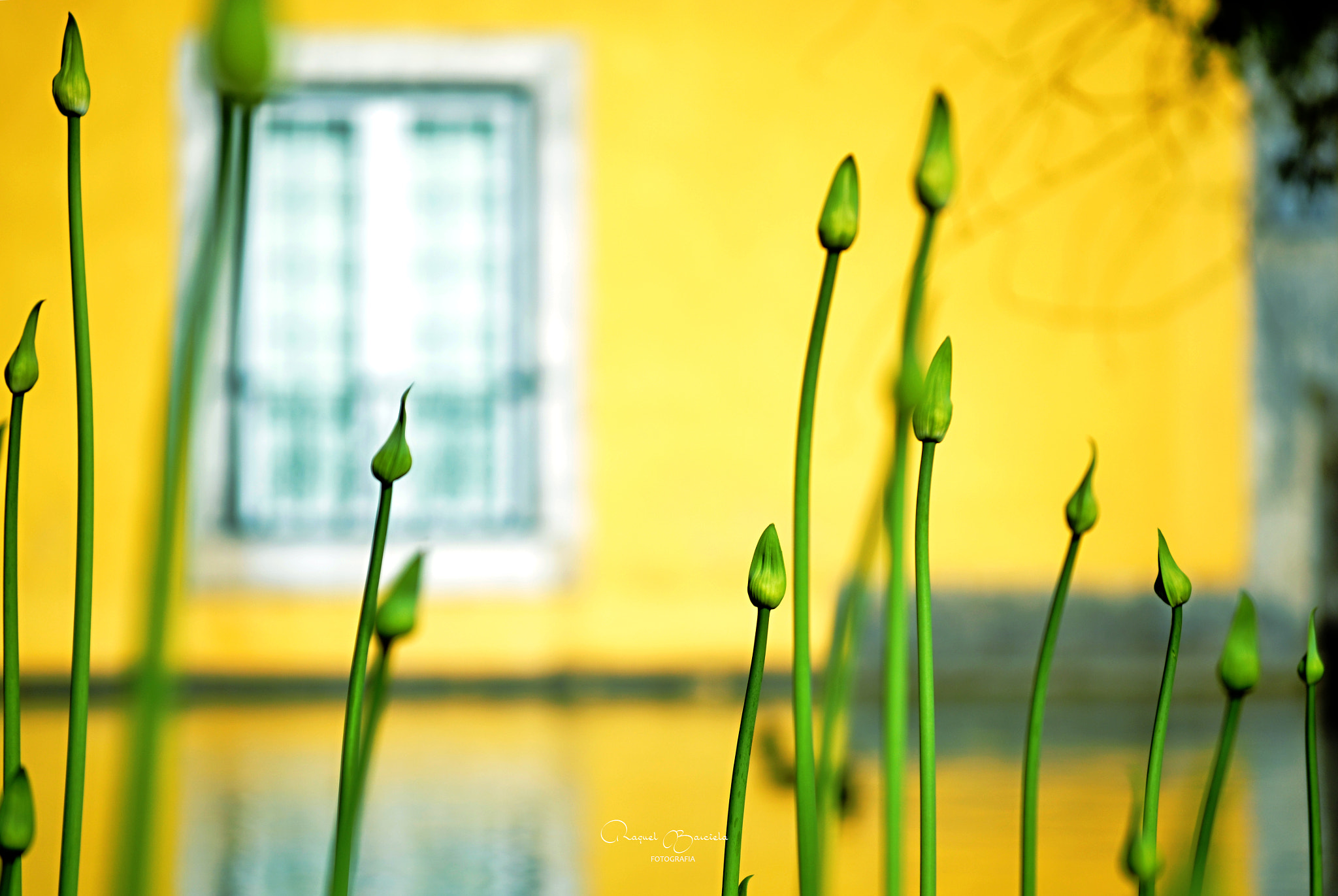 Nikon D5100 sample photo. Felicidade calma photography